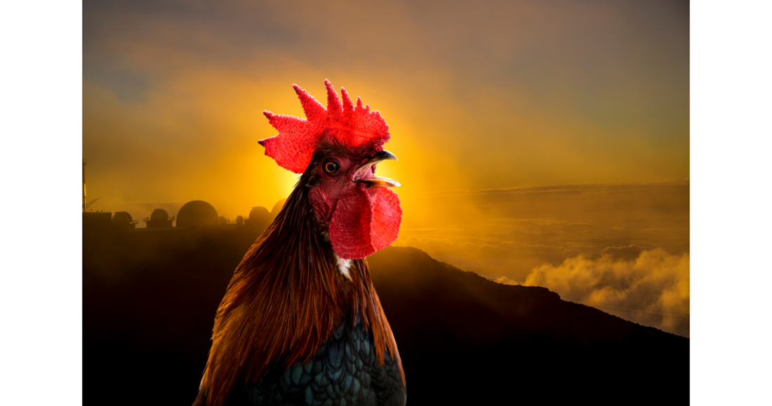 A rooster standing at attention to the morning sunrise.